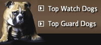 Top Watch & Guard Dogs